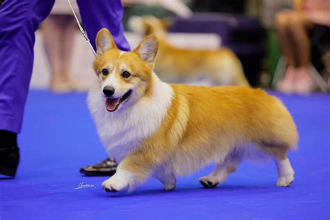 dalbong corgi|Dalbong The Corgi ng Pinas, champion sa World Dog Show.